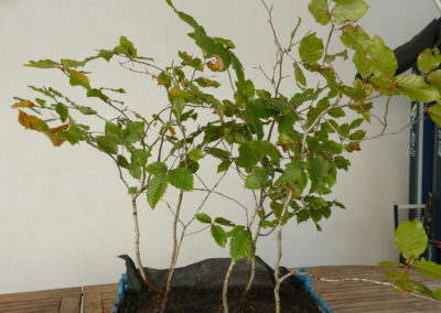 Début d'une forêt
