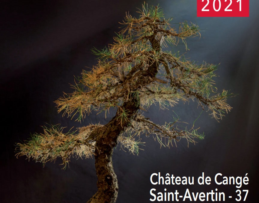 Exposition Bonsaï le  6 et 7 novembre 2021